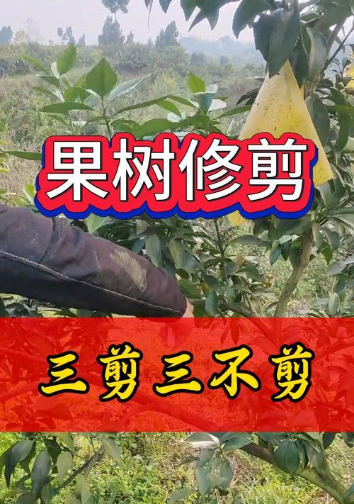 无花果修剪的正确方法和时机是什么？