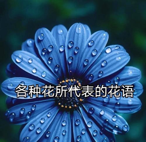 双喜藤种植步骤是什么？如何进行有效的管理？