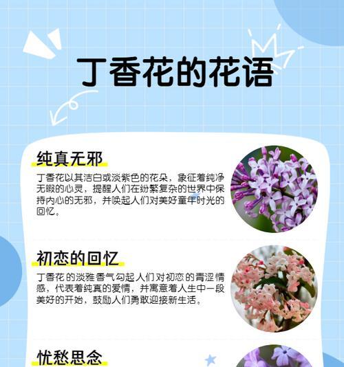 双喜藤种植步骤是什么？如何进行有效的管理？