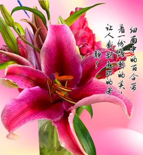 双喜藤种植步骤是什么？如何进行有效的管理？