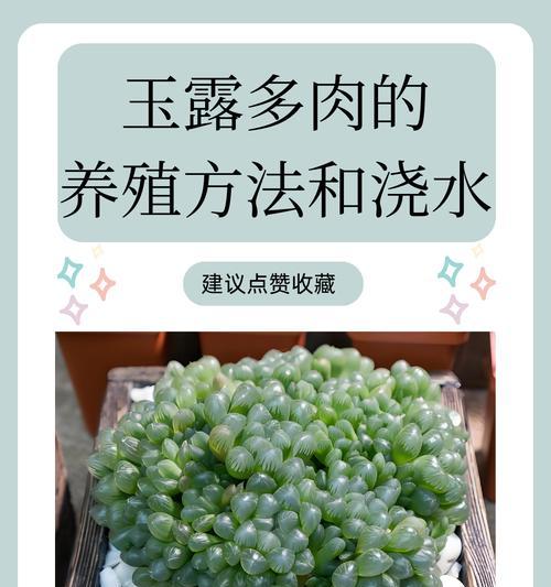 姬玉露开花怎么办？姬玉露开花后的管理技巧是什么？