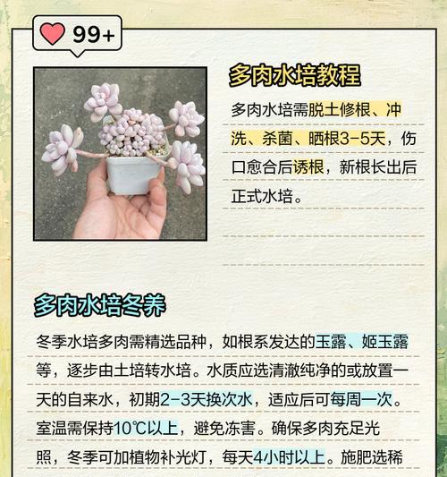 姬玉露开花怎么办？姬玉露开花后的管理技巧是什么？