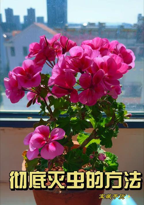花叶生虫怎么办？花卉叶片虫害的防治方法是什么？