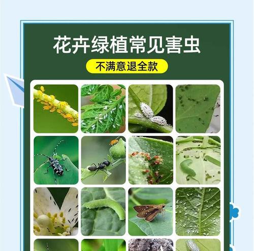 花叶生虫怎么办？花卉叶片虫害的防治方法是什么？