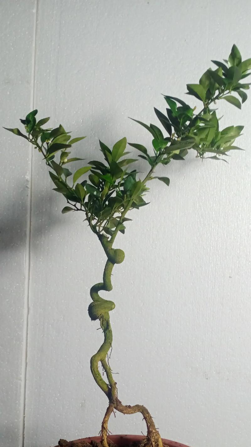 盆景提根技巧有哪些？如何成功提根盆景？