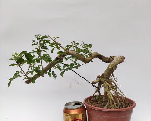 盆景提根技巧有哪些？如何成功提根盆景？
