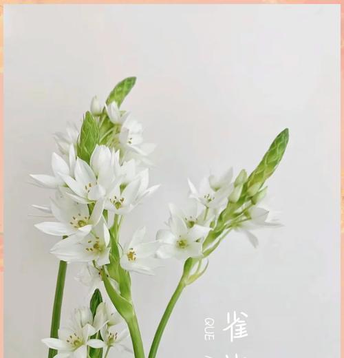 雀梅有哪些品种？雀梅品种的选购技巧是什么？