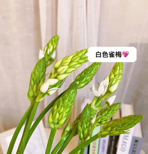 雀梅有哪些品种？雀梅品种的选购技巧是什么？