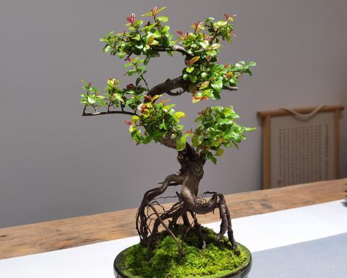 雀梅有哪些品种？雀梅品种的选购技巧是什么？
