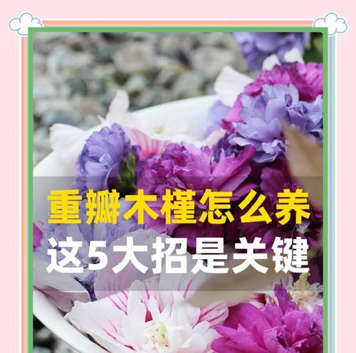 木槿牡丹的养殖方法是什么？