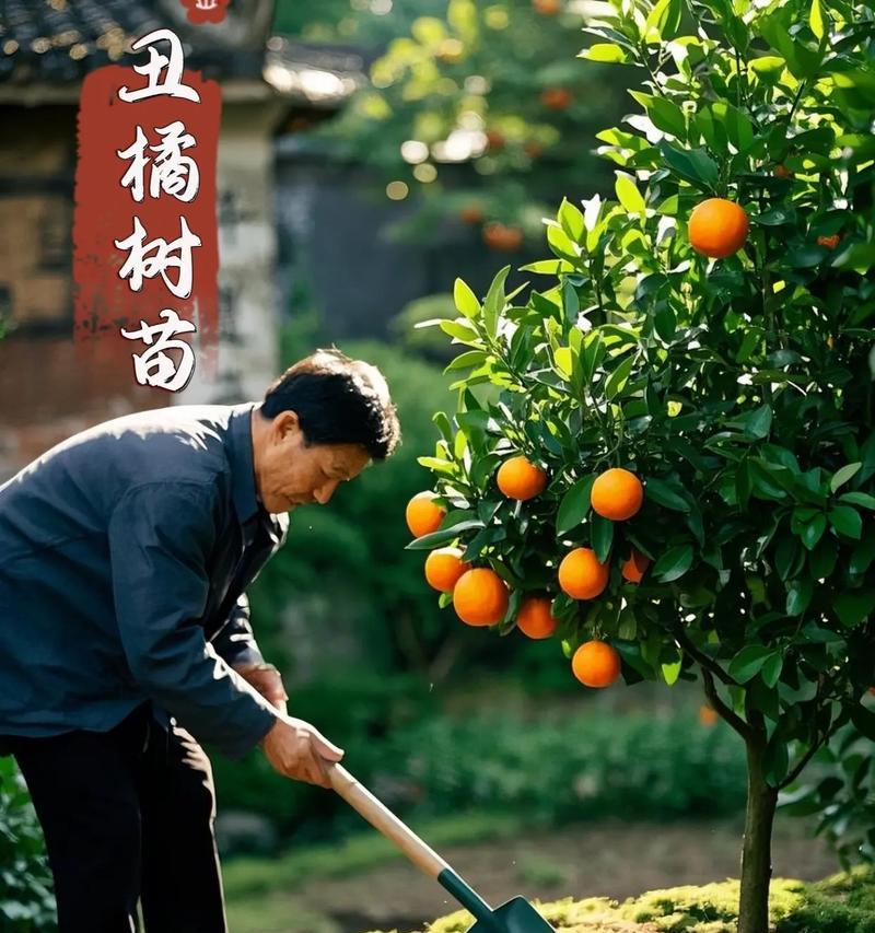小树苗养护需要注意哪些问题？