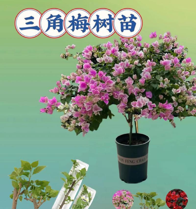 小树苗养护需要注意哪些问题？