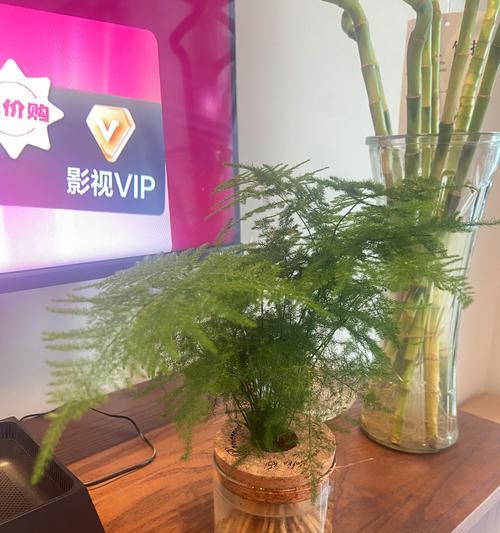 办公室什么植物最好养？有哪些推荐？