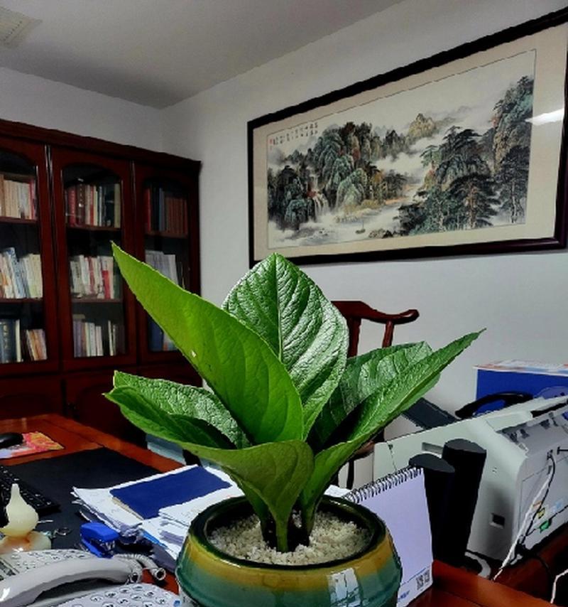 办公室什么植物最好养？有哪些推荐？