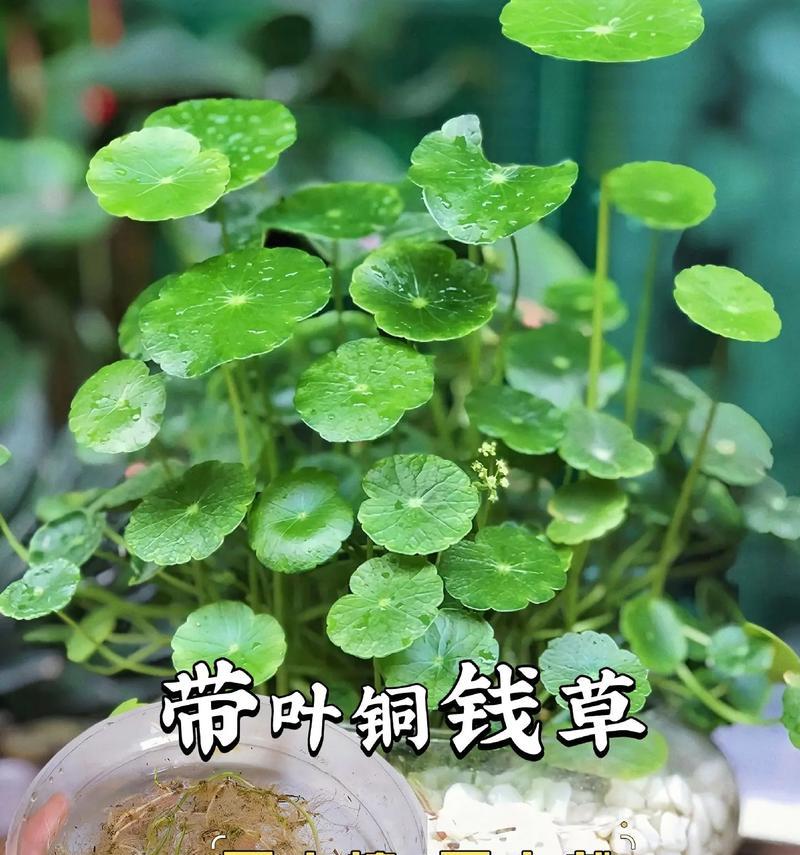 养叶草的正确方法和注意事项有哪些？