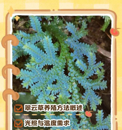 养叶草的正确方法和注意事项有哪些？