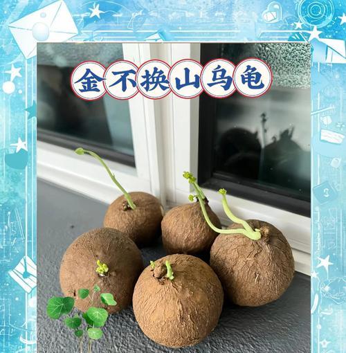 地不容的正确养殖方法是什么？如何避免地不容烂根？