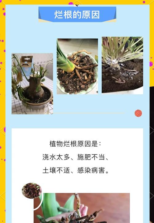 地不容的正确养殖方法是什么？如何避免地不容烂根？