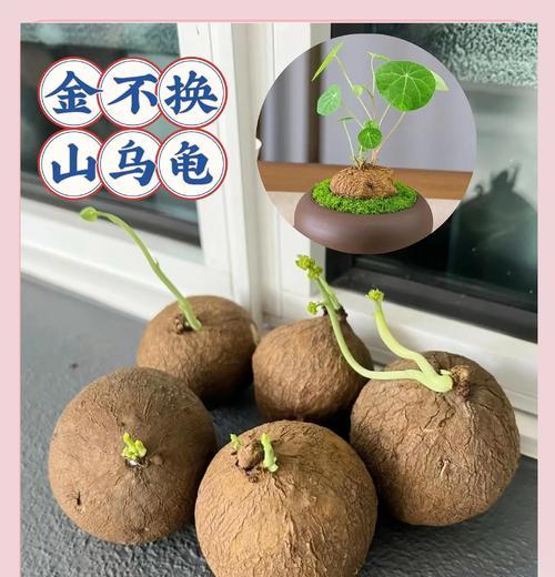 地不容的正确养殖方法是什么？如何避免地不容烂根？