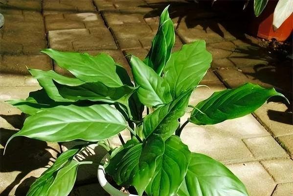 万年青分株方法是什么？分株后如何管理？