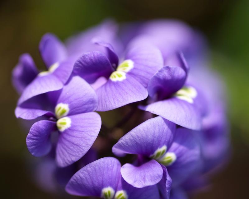 哪些花是紫色的？紫色花的含义是什么？