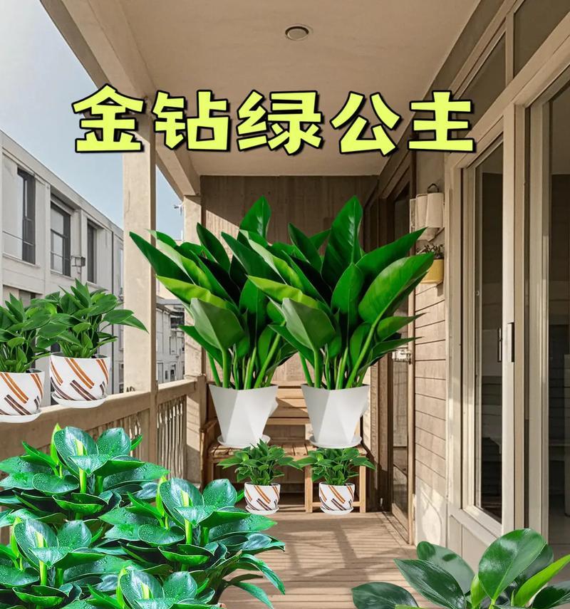 绿钻花繁殖的正确步骤是什么？