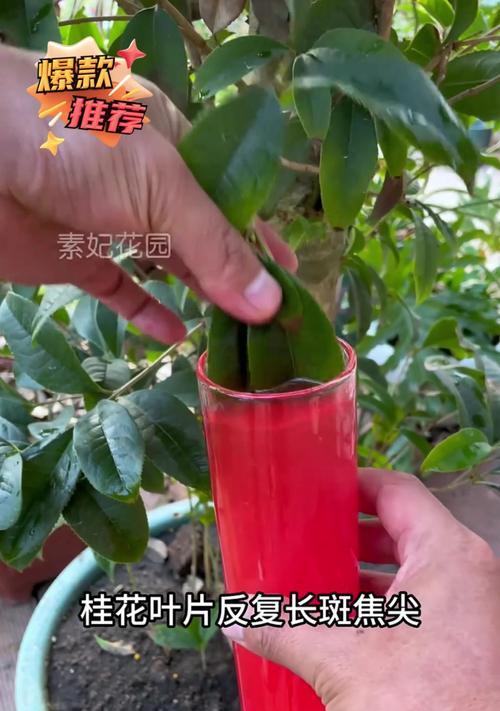 桂花干叶尖的原因和解决方法是什么？