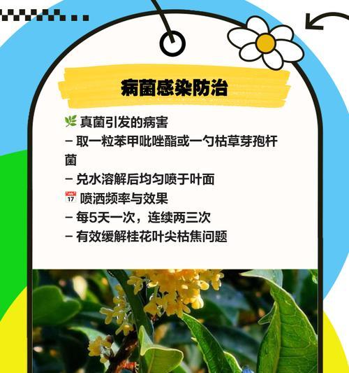 桂花干叶尖的原因和解决方法是什么？