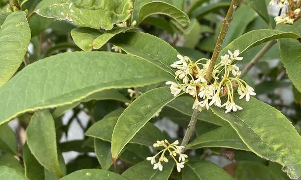 桂花干叶尖的原因和解决方法是什么？