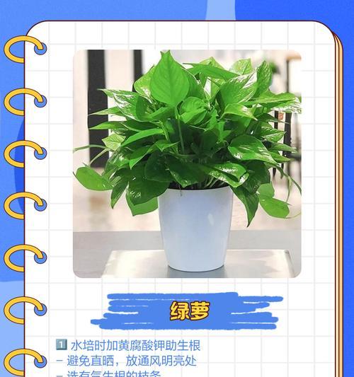 大型水培树有哪些？如何打造室内水培景观？