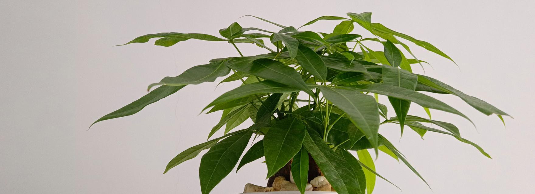 大型水培树有哪些？如何打造室内水培景观？