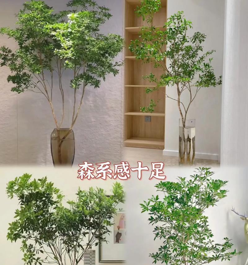 大型水培树有哪些？如何打造室内水培景观？