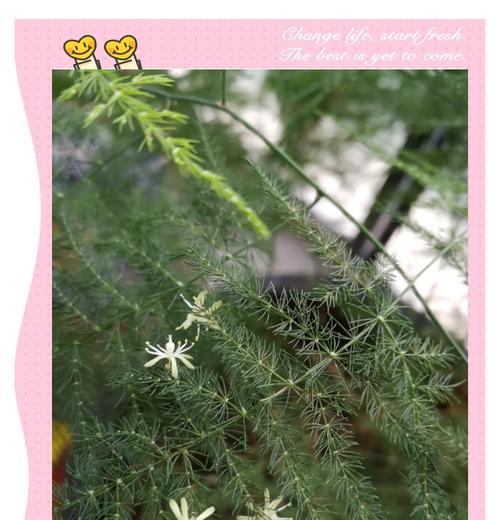 如何促进文竹开花？