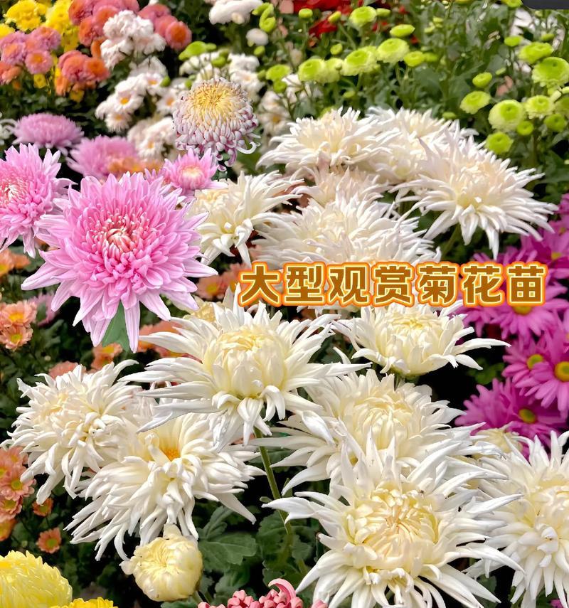 菊花有多少个品种？如何分类和识别？