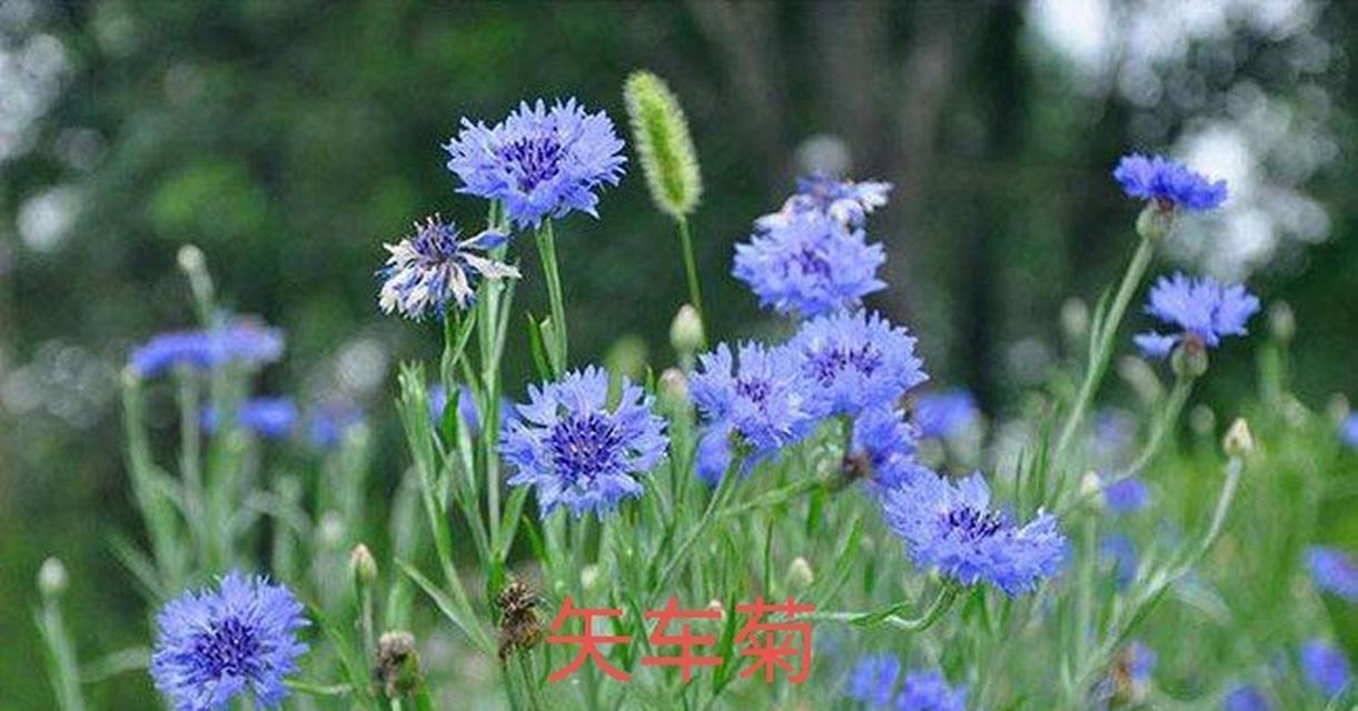 菊花有多少个品种？如何分类和识别？