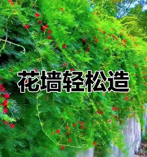 莺萝栽种的步骤和技巧？