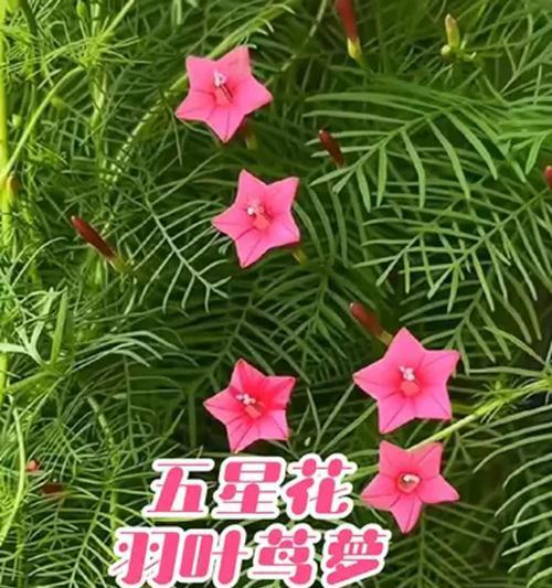 莺萝栽种的步骤和技巧？