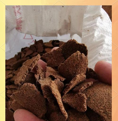 兰花肥料用什么好？兰花专用肥料的选择和使用方法是什么？