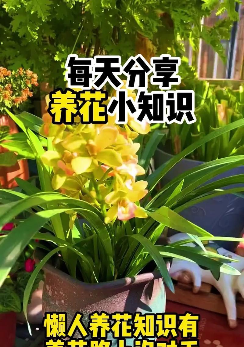 盆花松土的最佳时机是什么？