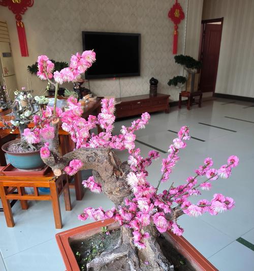 盆花松土的最佳时机是什么？