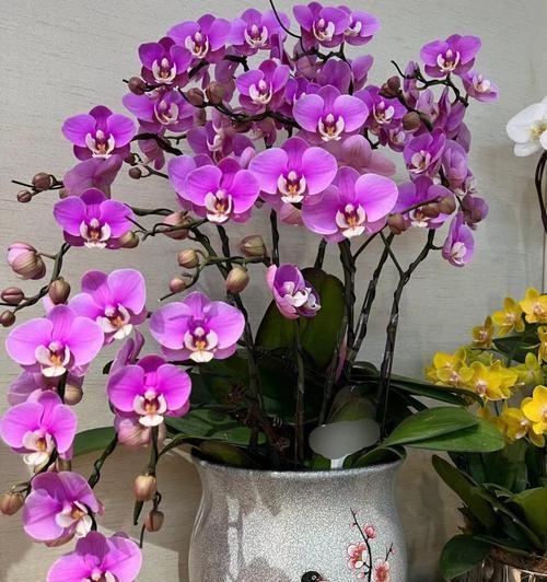 市场上常见的高档花卉有哪些？如何挑选和养护高档花卉？