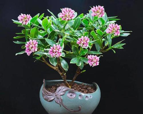 市场上常见的高档花卉有哪些？如何挑选和养护高档花卉？