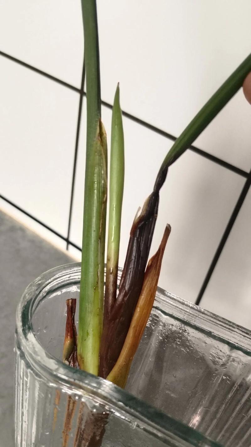 怎么水培植物？水培技巧和常见问题解答？