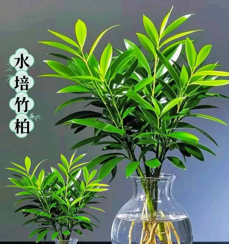 怎么水培植物？水培技巧和常见问题解答？