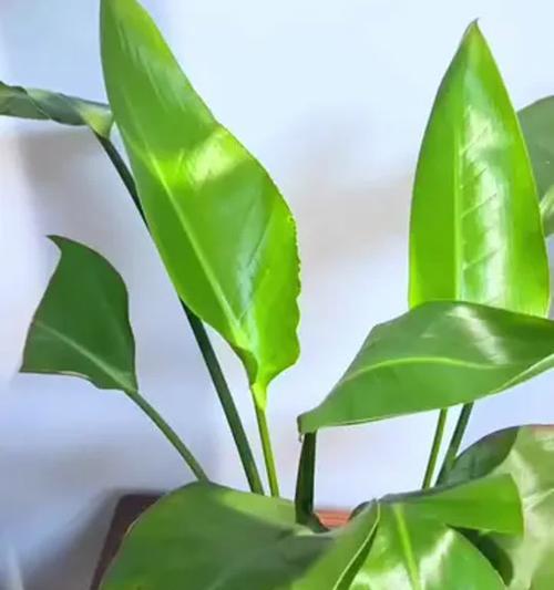 怎么水培植物？水培技巧和常见问题解答？