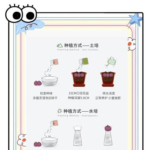 开过花的风信子如何复壮？后续养护要点是什么？