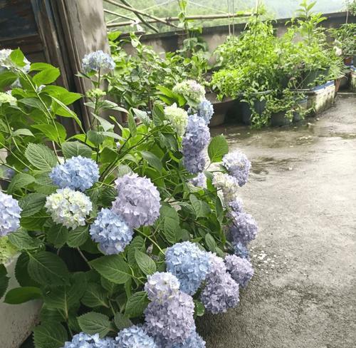 挑选花卉时应注意哪些要点？