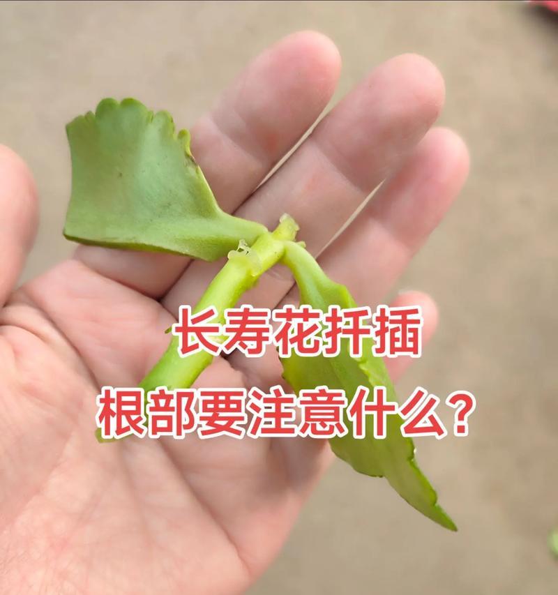 挑选花卉时应注意哪些要点？