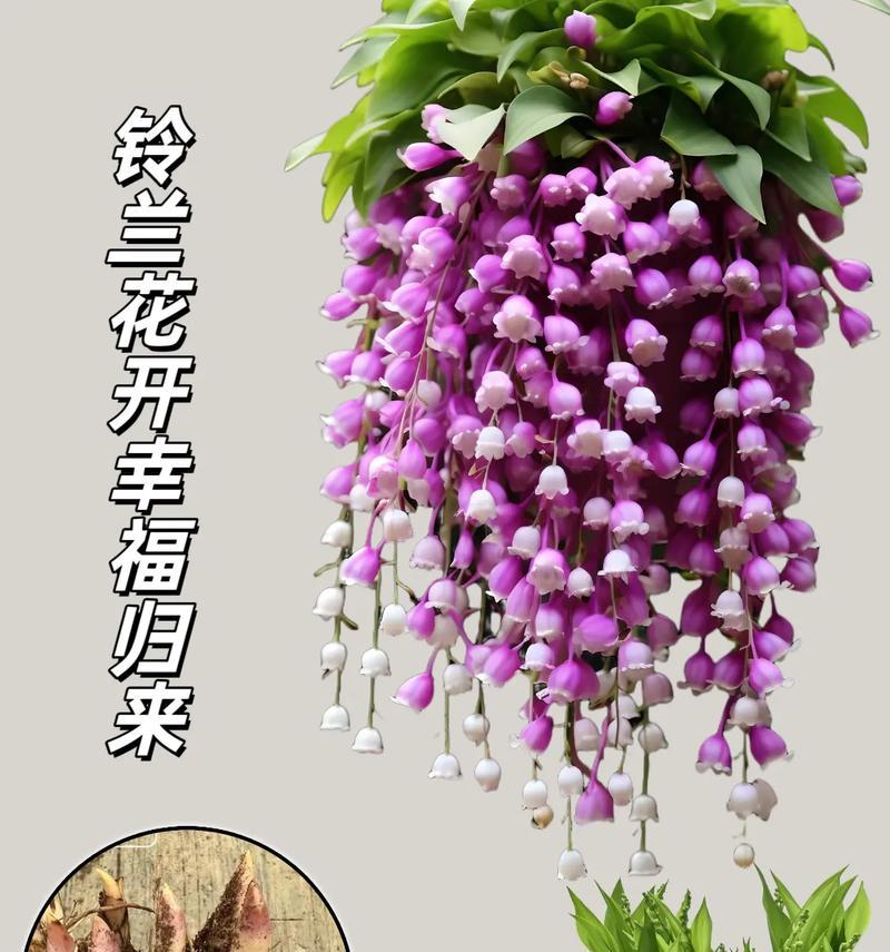 铃兰的养护要点有哪些？如何让铃兰花开得更美？