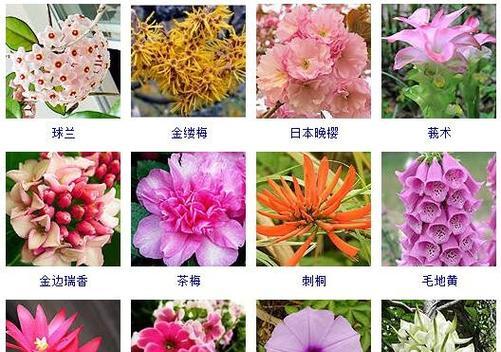 观赏植物有哪些新品种？新品种的养护要点是什么？